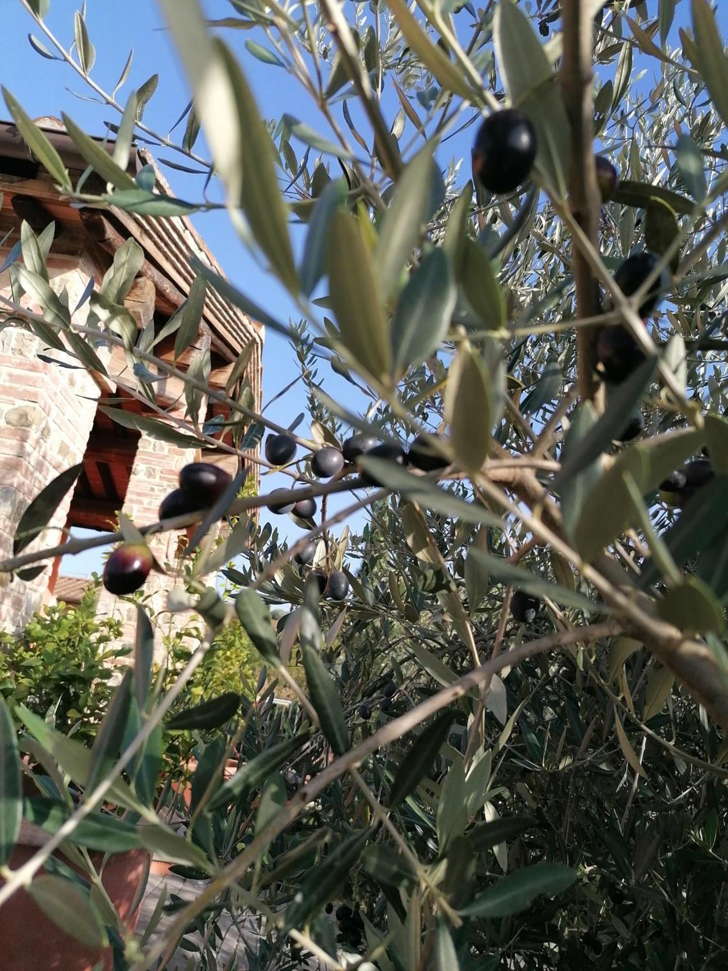 Agriturismo Borgo Stella Montespertoli Bagian luar foto